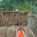 Osprey nest in a duck blind